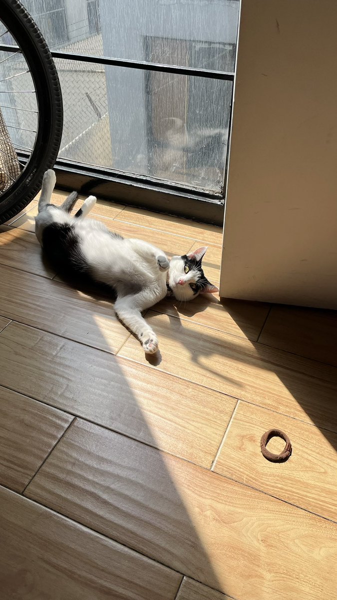 Miaunuel tweet media