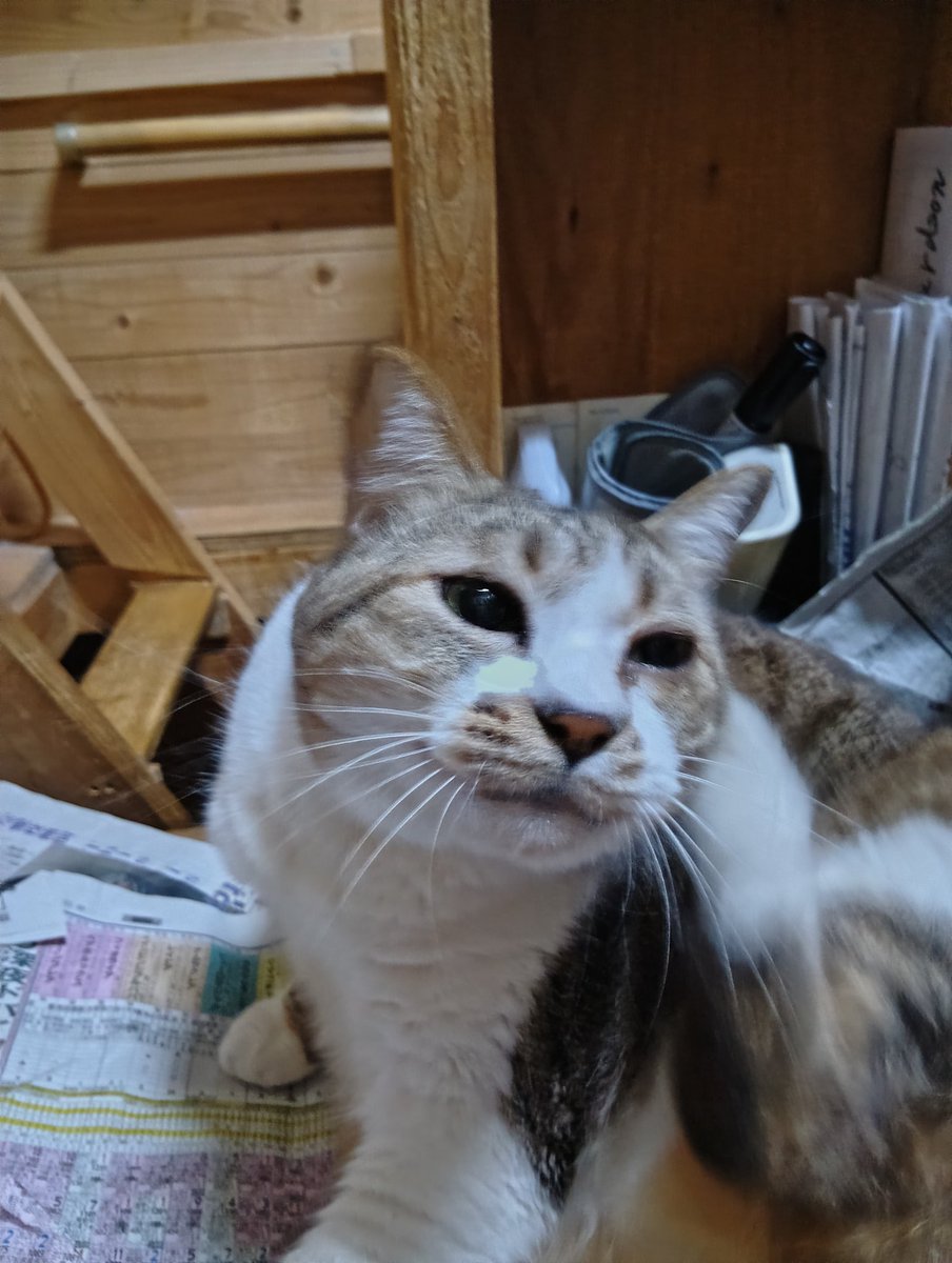 ちび選手 tweet media