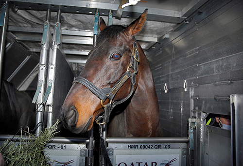 Matikanekagan☢️🐦‍⬛📷 tweet media