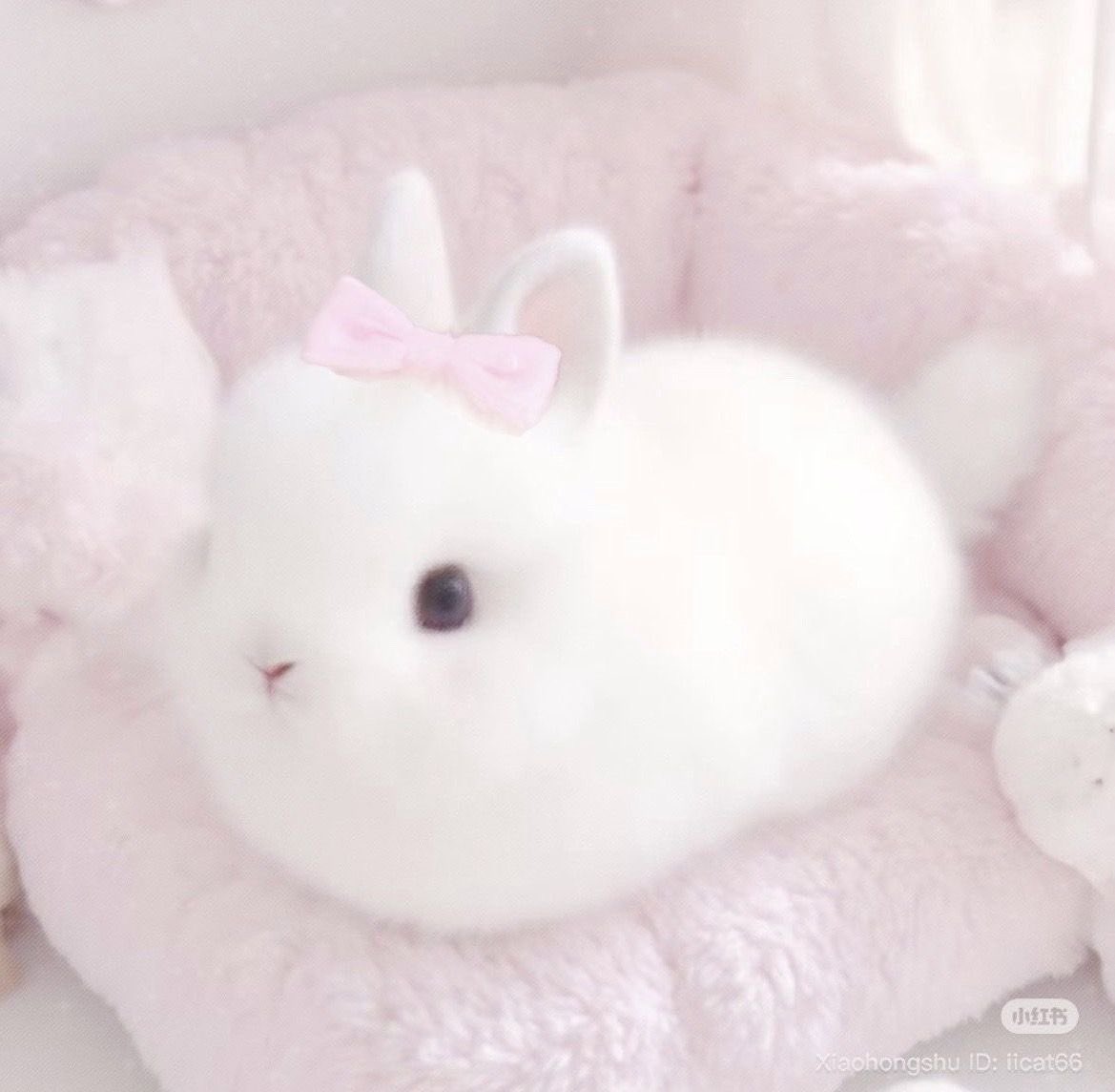 𝒶𝓋𝒶 ˚ʚ ᗢ.˚✧ tweet media