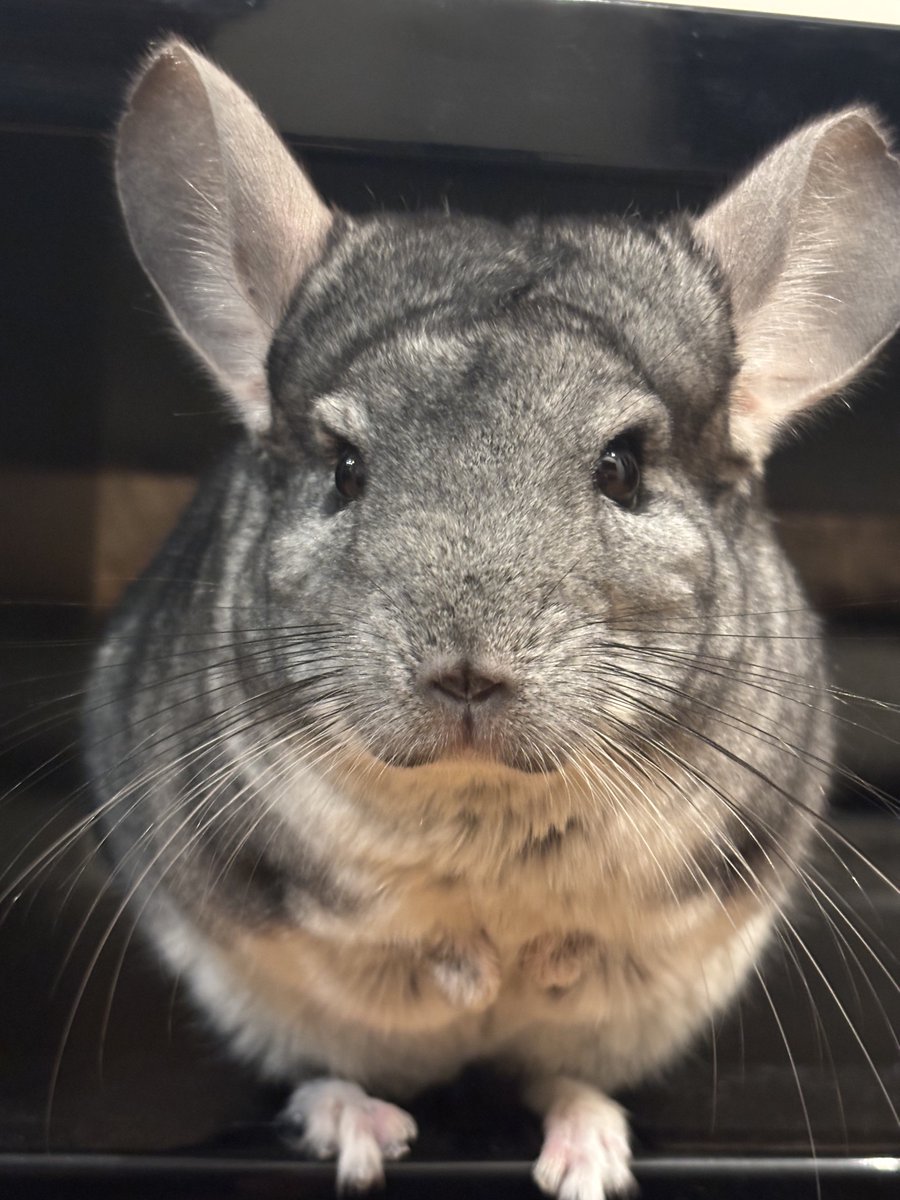 おはぎとパパ tweet media