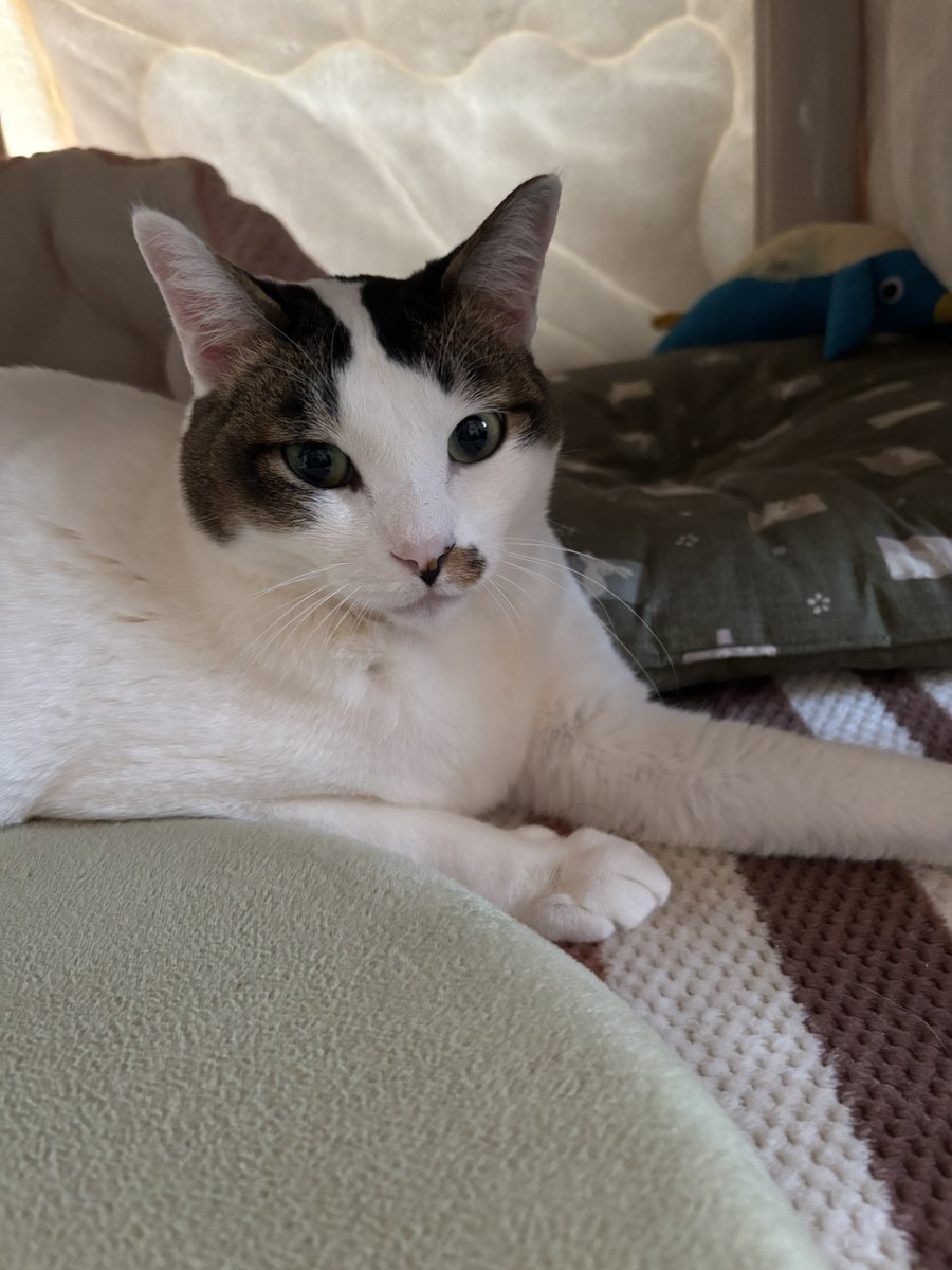 Miyu✈︎猫好き🐾Next 4/5国立競技場ワンオク 5/18高崎GLAY tweet media