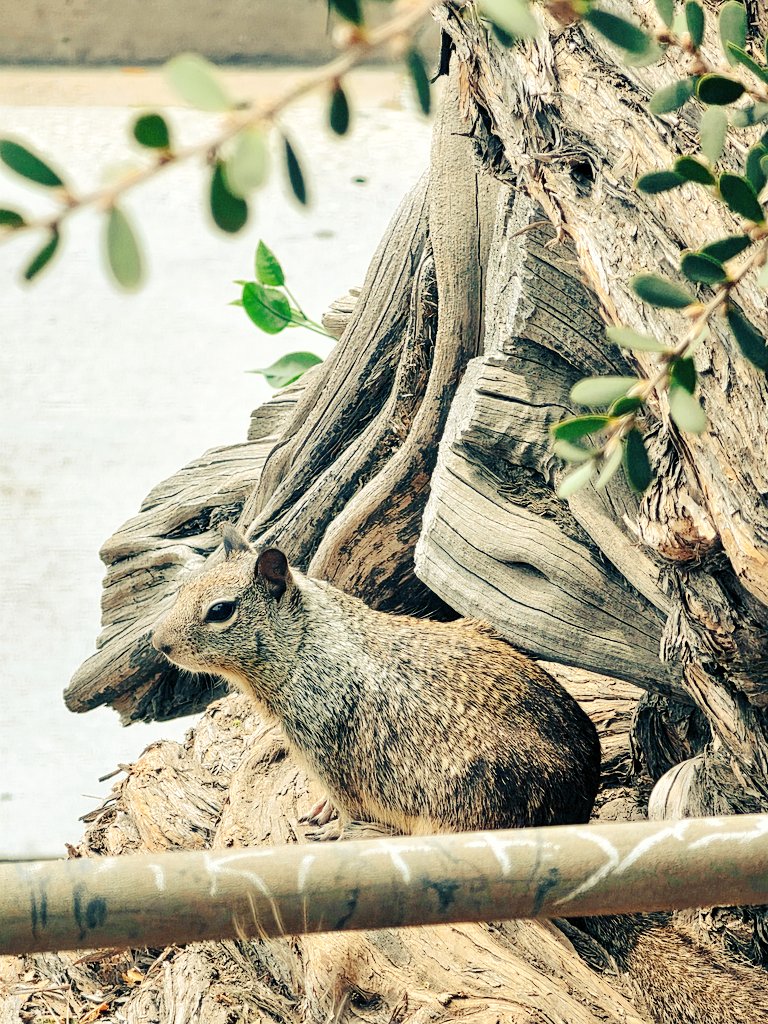 Takanashi Kiara CONCERT 27&28 MARCH@THE WILTERN LA tweet media