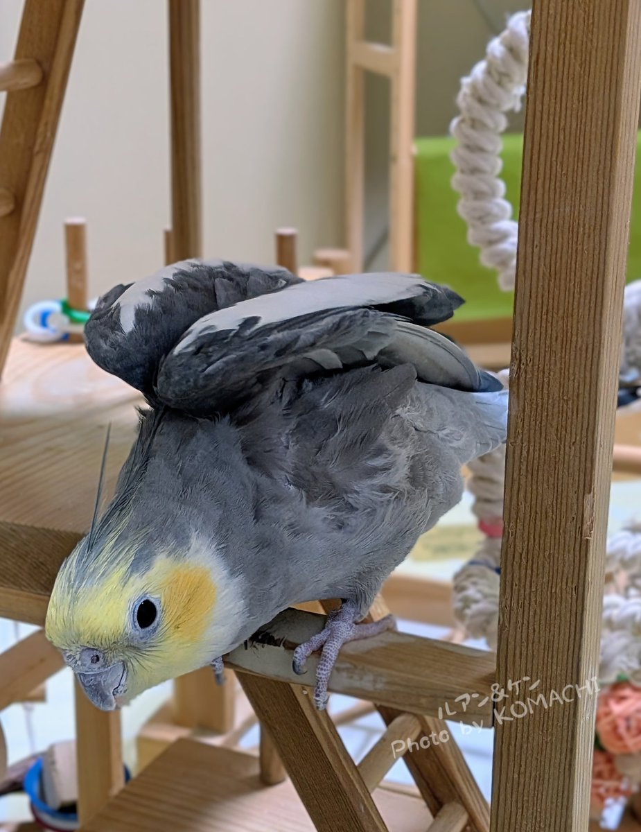 ルアン＆ケン（お世話係こまち） tweet media