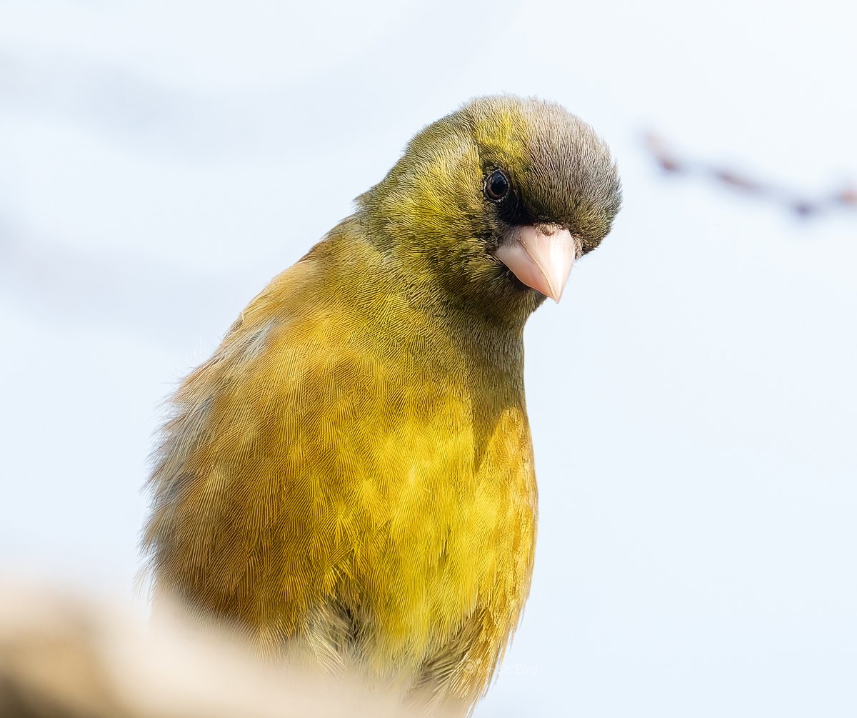 ふぃーるどbird tweet media