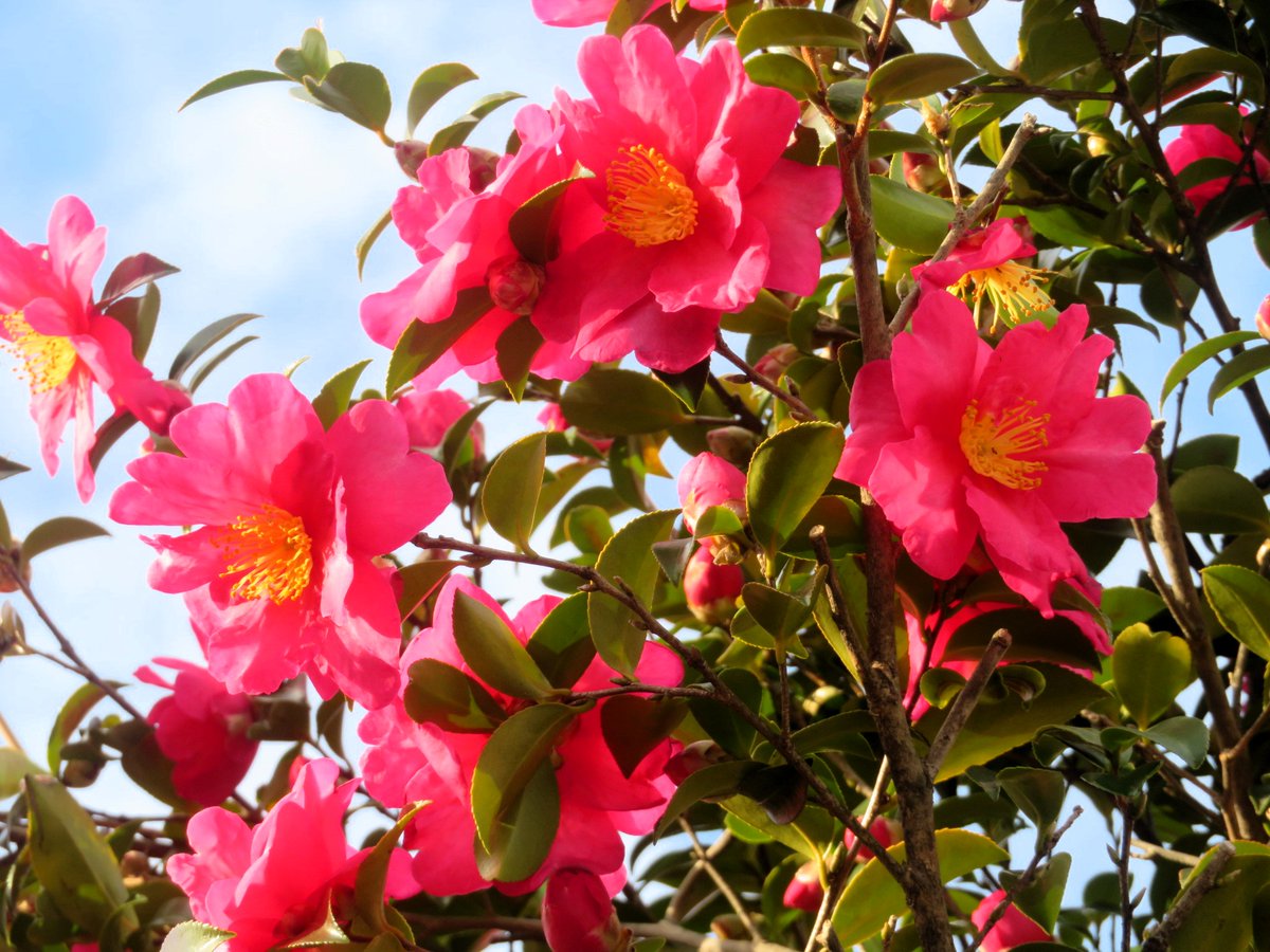 えびりふぁい tweet media