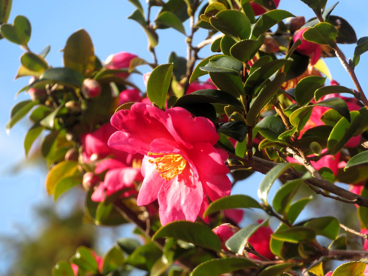 えびりふぁい tweet media