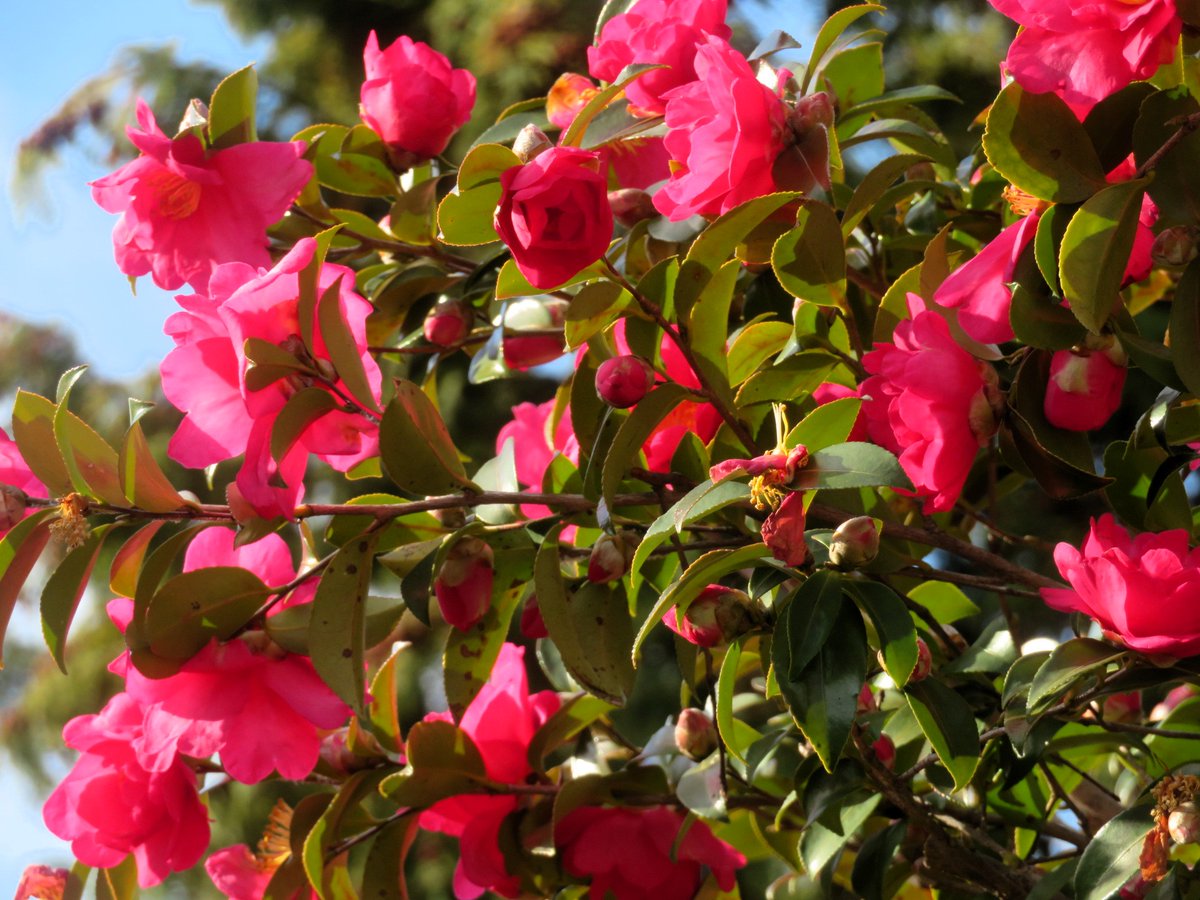 えびりふぁい tweet media