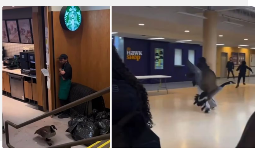 ✨MapleMoose✨ tweet media