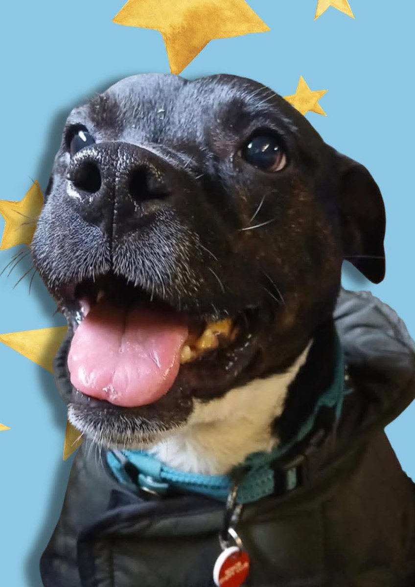 Senior Staffy Club Dog Rescue tweet media