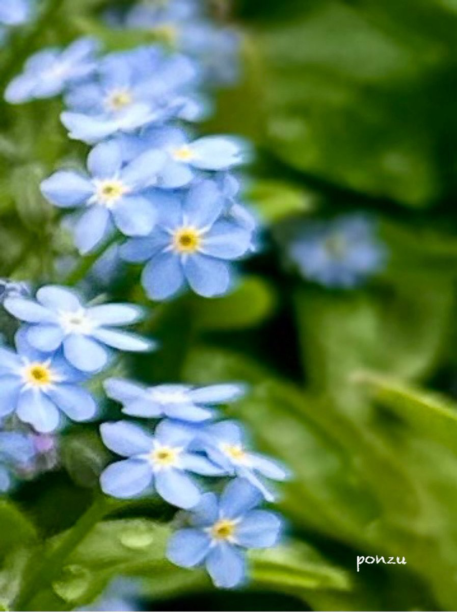 ぽんず tweet media