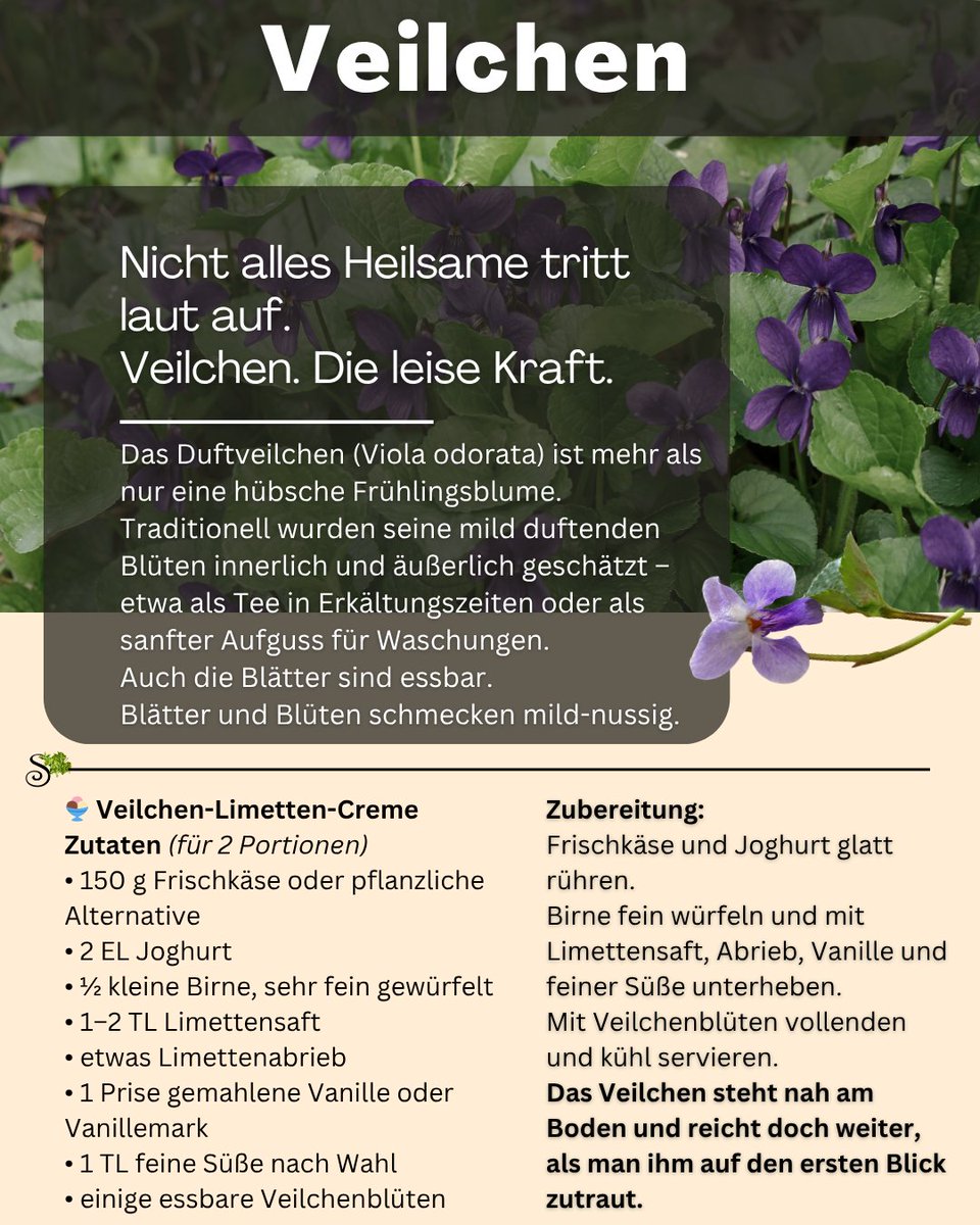 sanapendium's tweet photo. Nicht alles Heilsame ist laut.

Veilchen wirken leise.
Aber genau deshalb werden sie oft übersehen.
Manche Pflanzen drängen sich nicht auf.
Sie wirken – wenn man sie versteht.

#Heilpflanzen #Veilchen https://t.co/263zY2Hbwe