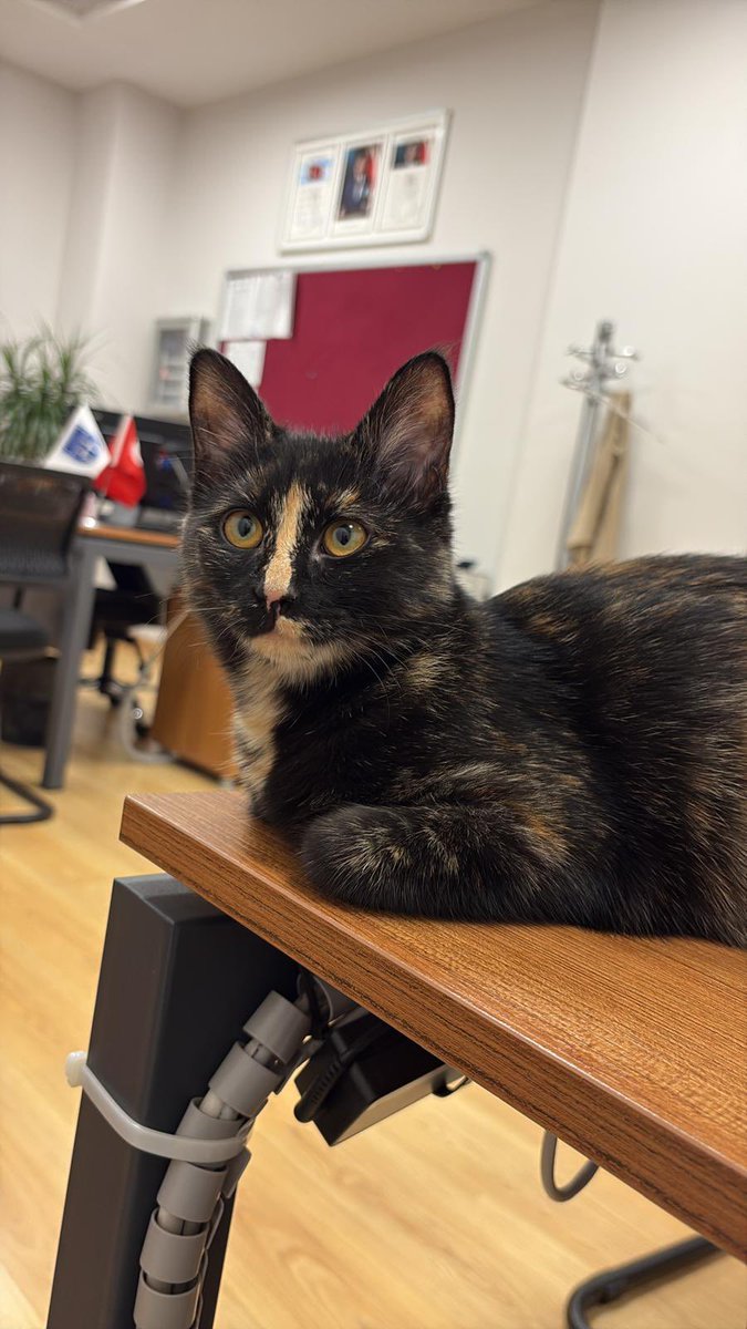 Masum Gözler tweet media