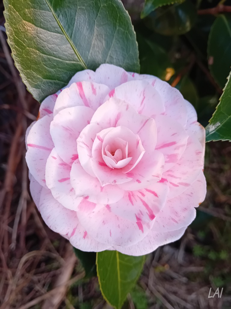 Lesley-Ann Irving tweet media