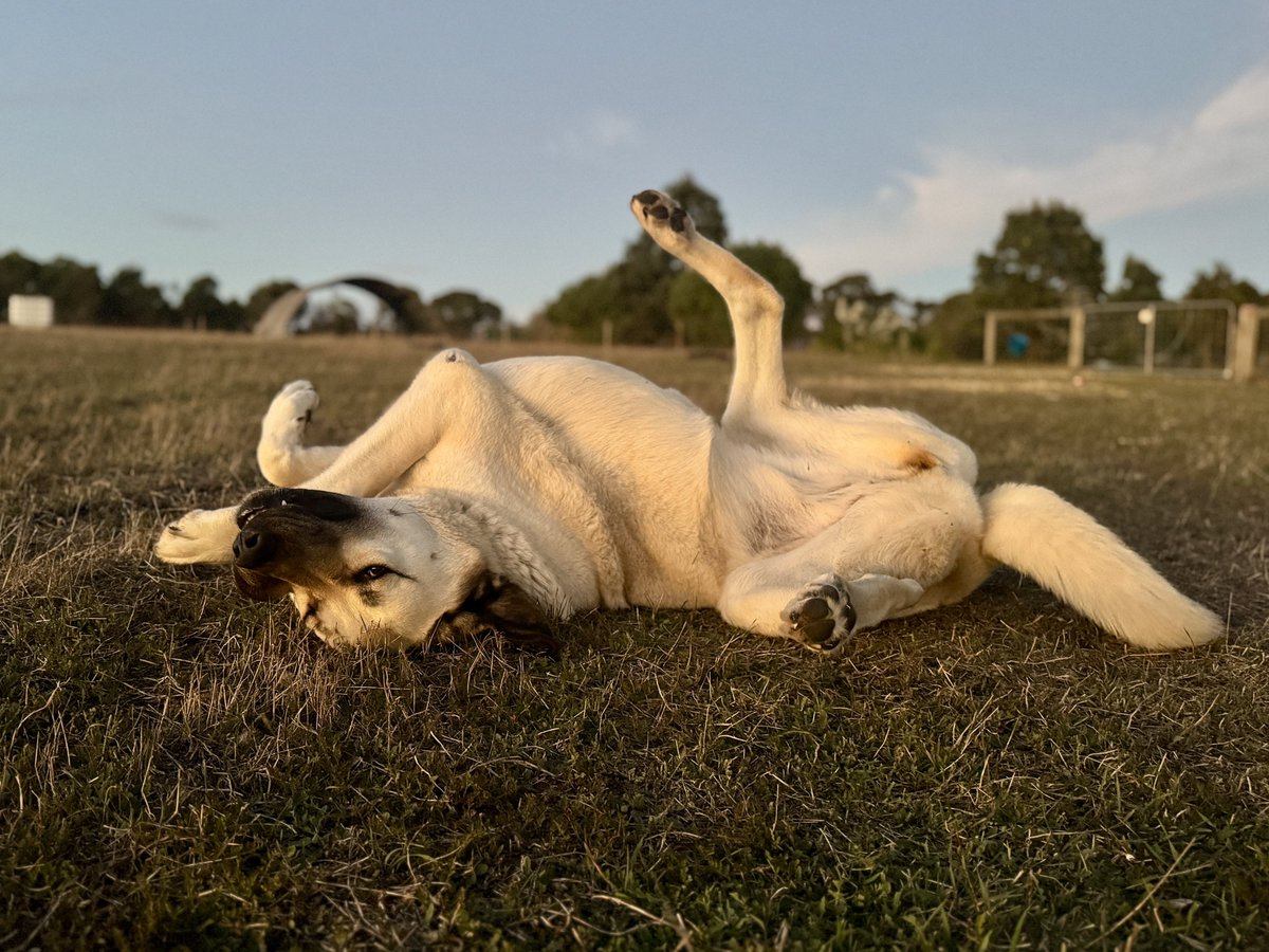 Calliss Clan (@callissclan.bsky.social) tweet media