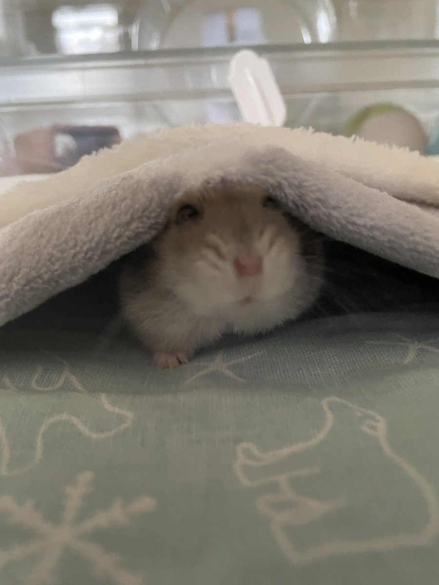 ぷく🌈とたぷ🌈のいる暮らし tweet media