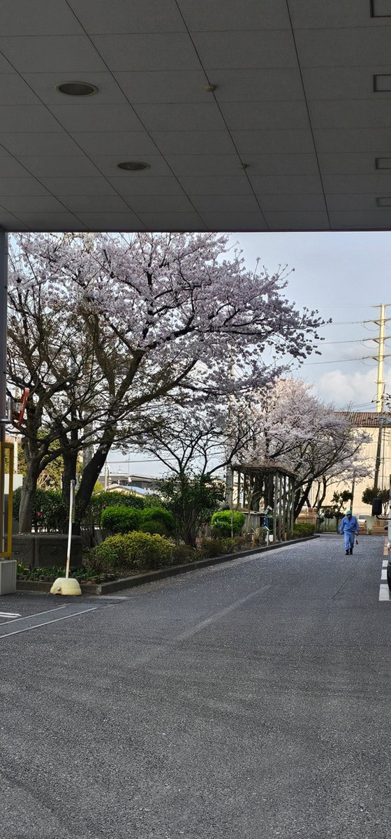 レヴォ　はる tweet media