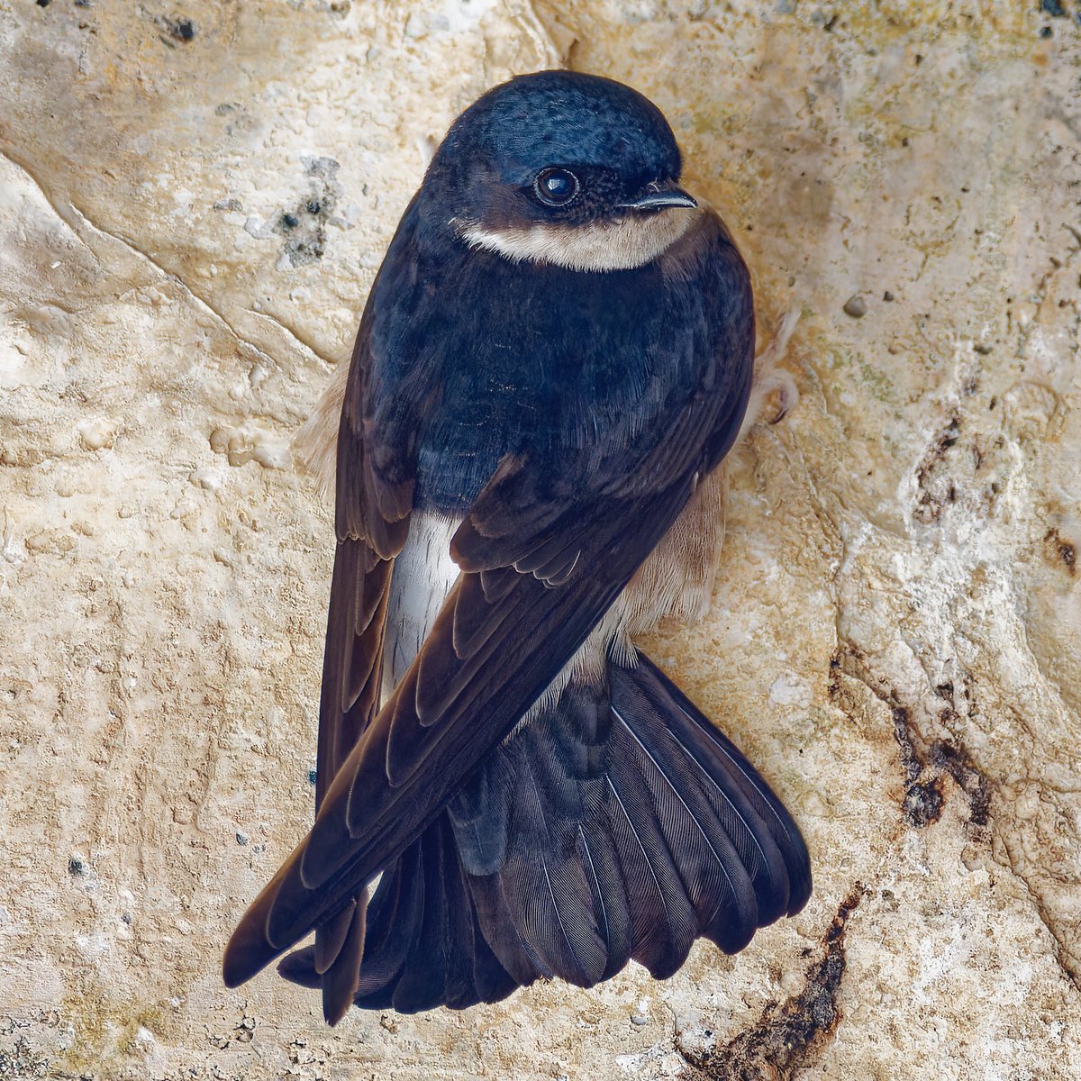 ポークジンジャー tweet media