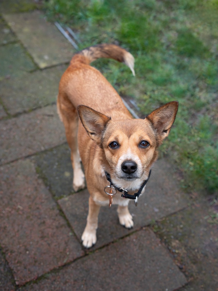 StreetDogHero's tweet photo. SPONSORED ADOPTION FEE! Fergie was hit by a car in Mexico and left on the streets. Today, she is incredibly sweet, happy, and lives every day to the fullest.

She is a 2 year old mixed breed and the perfect little size at just 17 lbs. 

Apply to adopt at https://t.co/ccZIbiq5n1 https://t.co/J5T2ZnRbci