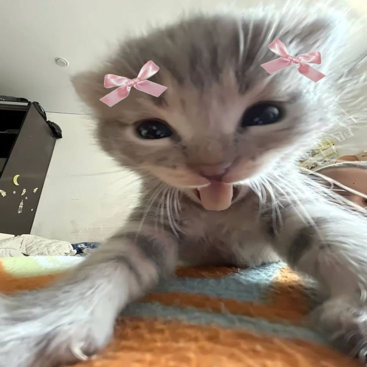 Kitttyy :3 tweet media