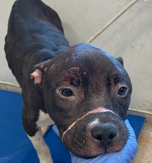 NMBewitched's tweet image. #NYCACC named her Miracle 
For once, they told the truth 

Miracle💔🎯😇
On 3 Day Stray Hold 
Will she survive Intake?
We are posting her to give her a chance🔥

Some nasty MoFo tied her mouth shut, starved her
Then there are the wounds on her head, ear infections and who knows
