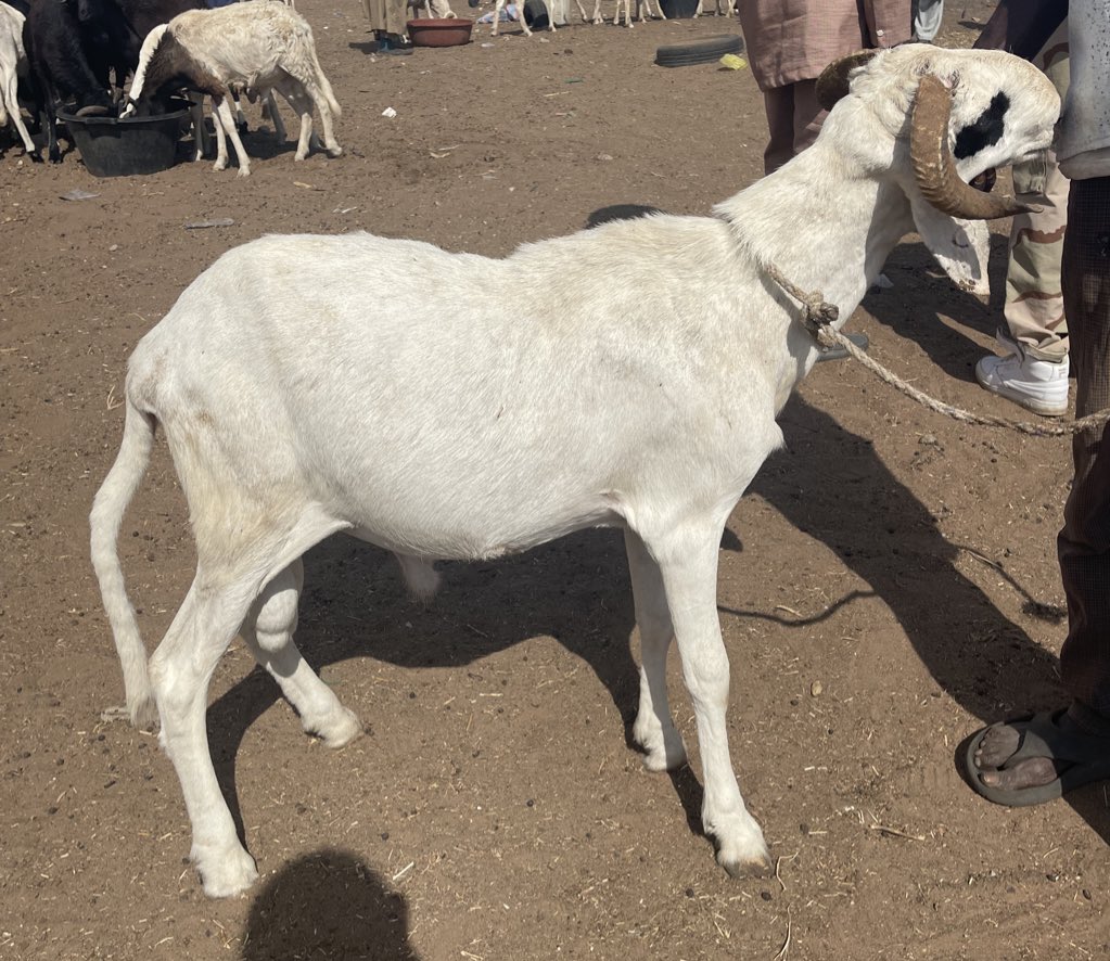 Pa Latyr Diouf tweet media