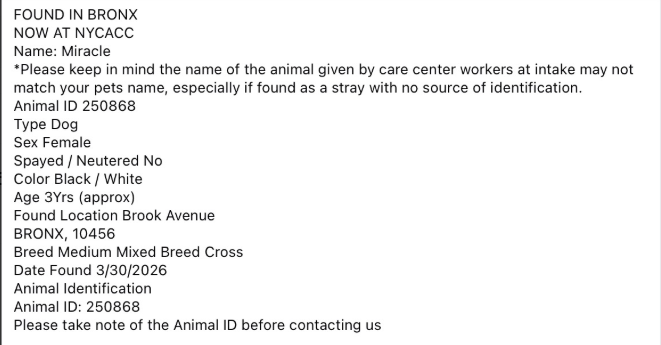NMBewitched's tweet image. #NYCACC named her Miracle 
For once, they told the truth 

Miracle💔🎯😇
On 3 Day Stray Hold 
Will she survive Intake?
We are posting her to give her a chance🔥

Some nasty MoFo tied her mouth shut, starved her
Then there are the wounds on her head, ear infections and who knows