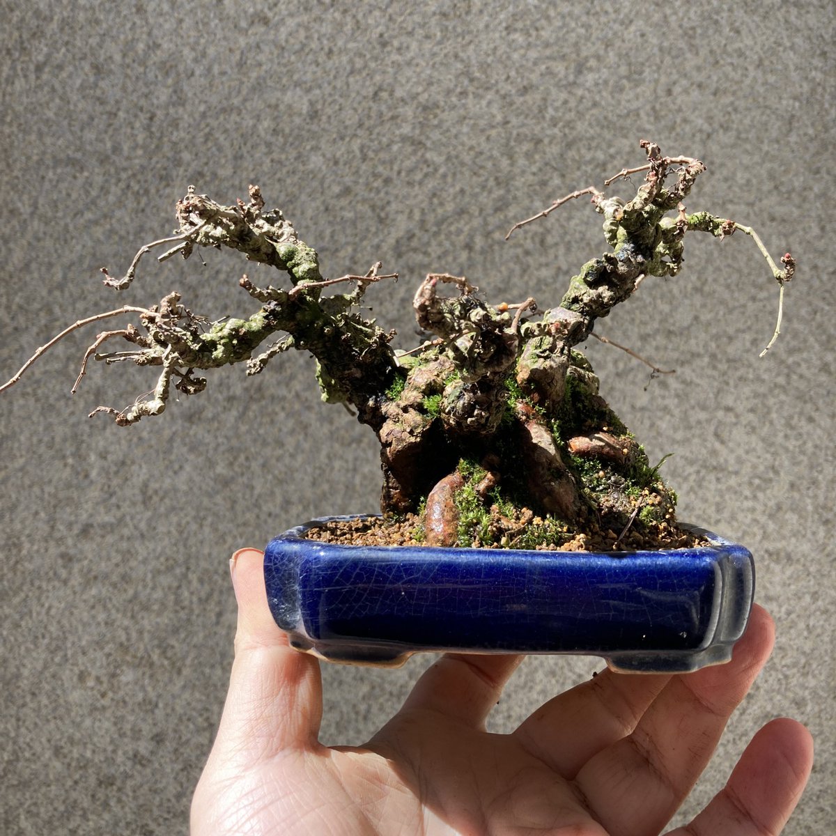 TsuruokaBonsai's tweet image. 夏蔦です。なんかしっくりきていなかった鉢を変えて少し右寄りに植えてみました。なかなか良いんじゃないの？
Japanese Ivy. I repotted it since it was not matching so much with the pot and made it somewhat to the right. I guess it looks quite good!
#bonsai #盆栽