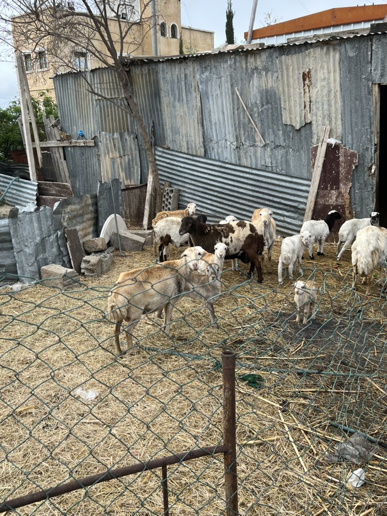 𝑛𝒐𝑝𝒂🦉 tweet media