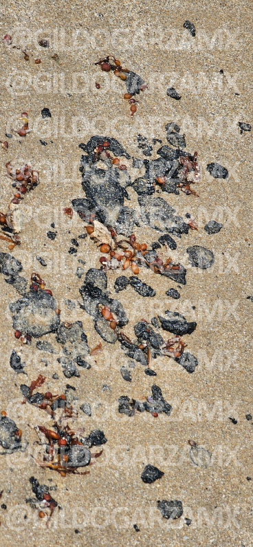 Gildo Garza tweet media