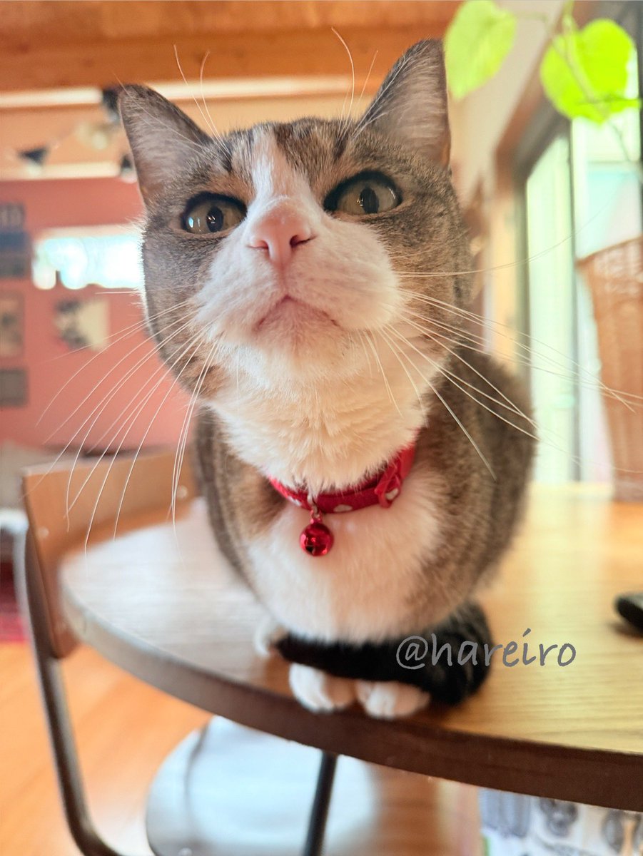 ☼𝚑𝚊𝚛𝚎𝚒𝚛𝚘 🫧𓊝𓈒𓏸𓐍𓂃𓈒𓏸 tweet media