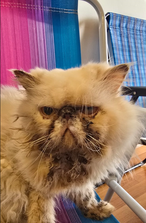 Región Metro tweet media