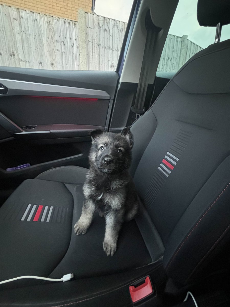 thatmuttcrypt's tweet photo. how did you get into my car? https://t.co/e0td0MlWfs