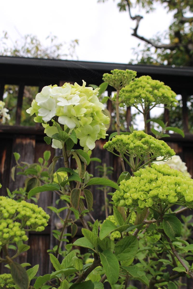 建　茂 tweet media