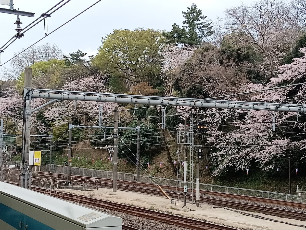 chi-bow千春🇵🇭🇯🇵 tweet media