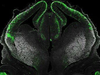 scientiasnet tweet media