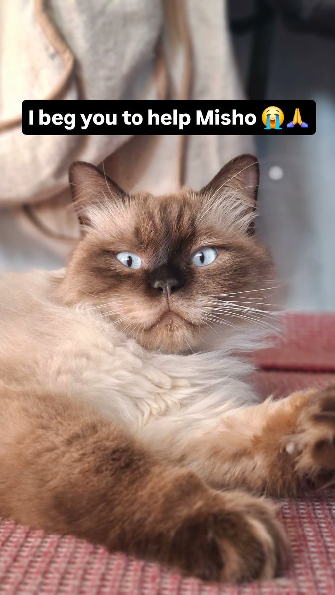 Mustafa𓂆 tweet media