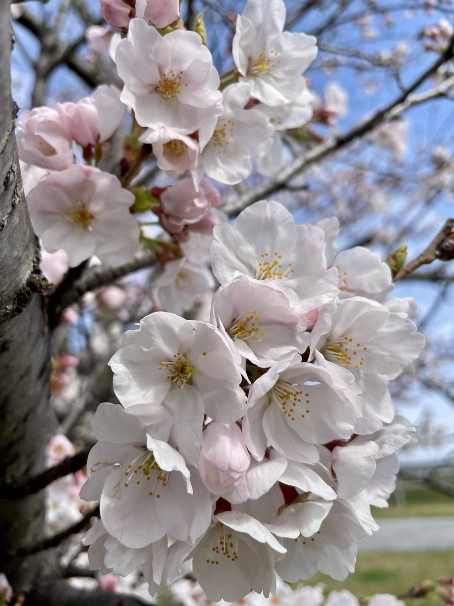 vertu_kuwana's tweet photo. おはようございます！
ソメイヨシノもようやく満開を迎えました🌸✨

でも、生憎の雨☔️

せっかく咲き誇った春の景色、少しでも長く楽しませて欲しいものです💪

足元に気をつけて、良い一日を✋😌

#桜 #満開 #ソメイヨシノ #花散らしの雨 https://t.co/STWzOcsWUc