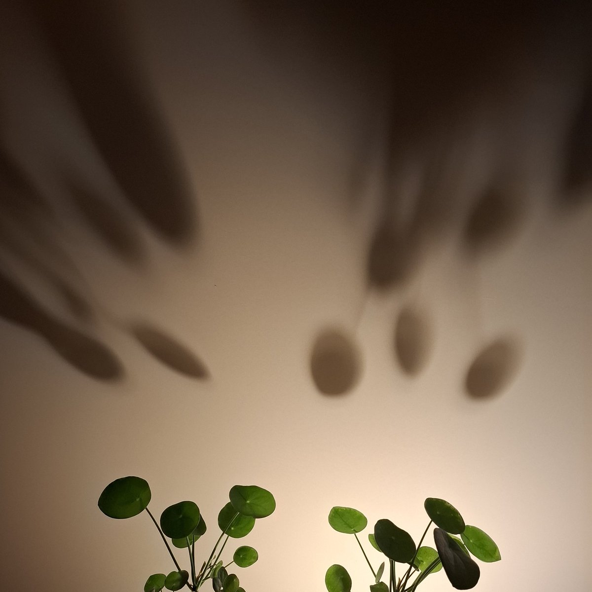 Geniet van het Leven tweet media