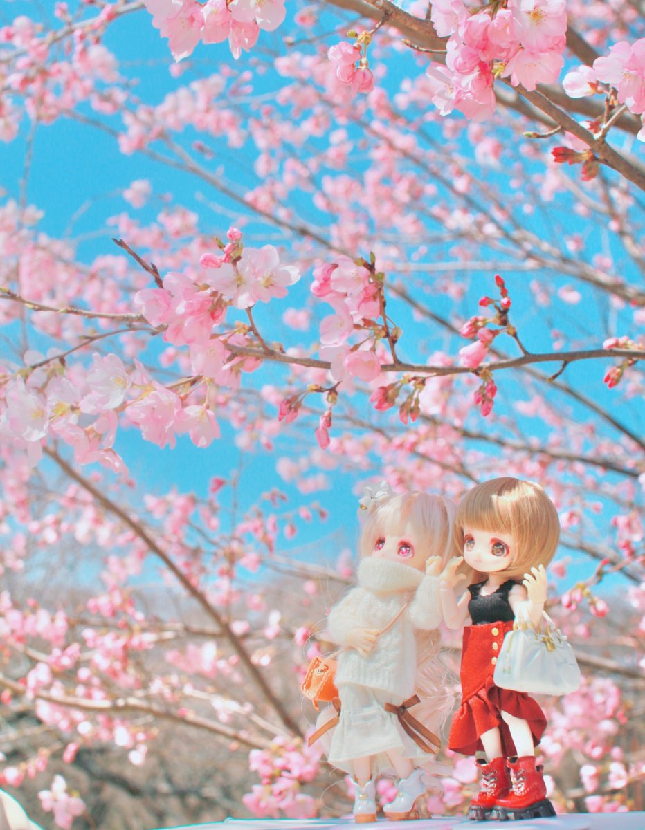 エメリア研究所 tweet media