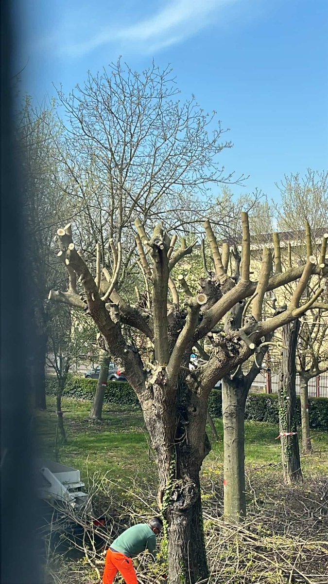 LadyShaker84's tweet photo. Basta con capitozzare gli alberi!!!
Se non si é competenti inutile improvvisarsi! 
..e soprattutto le potature si fanno in inverno, non a primavera e con alberi in gemme!!!! #ambiente https://t.co/PtpMuInBEl