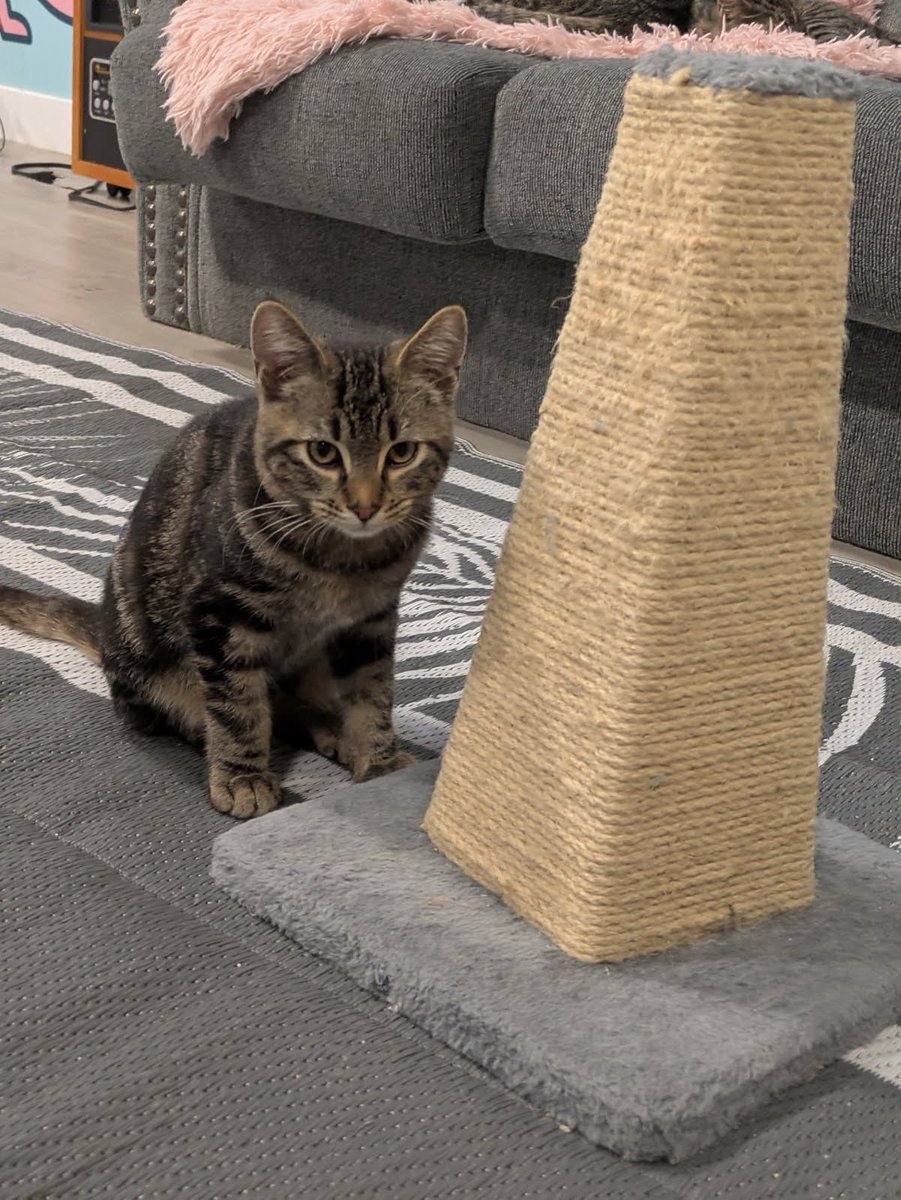 Toyota Camry tweet media