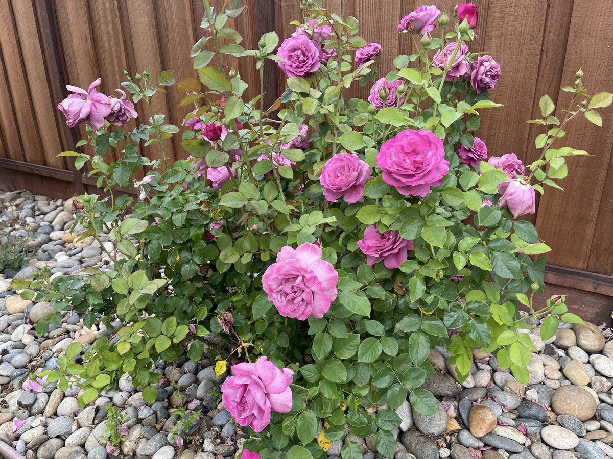 Susan Cochran tweet media