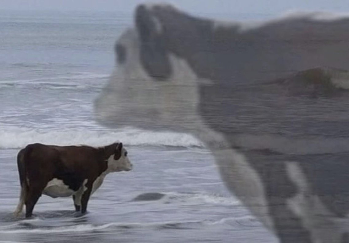 Fly影 🩶 tweet media