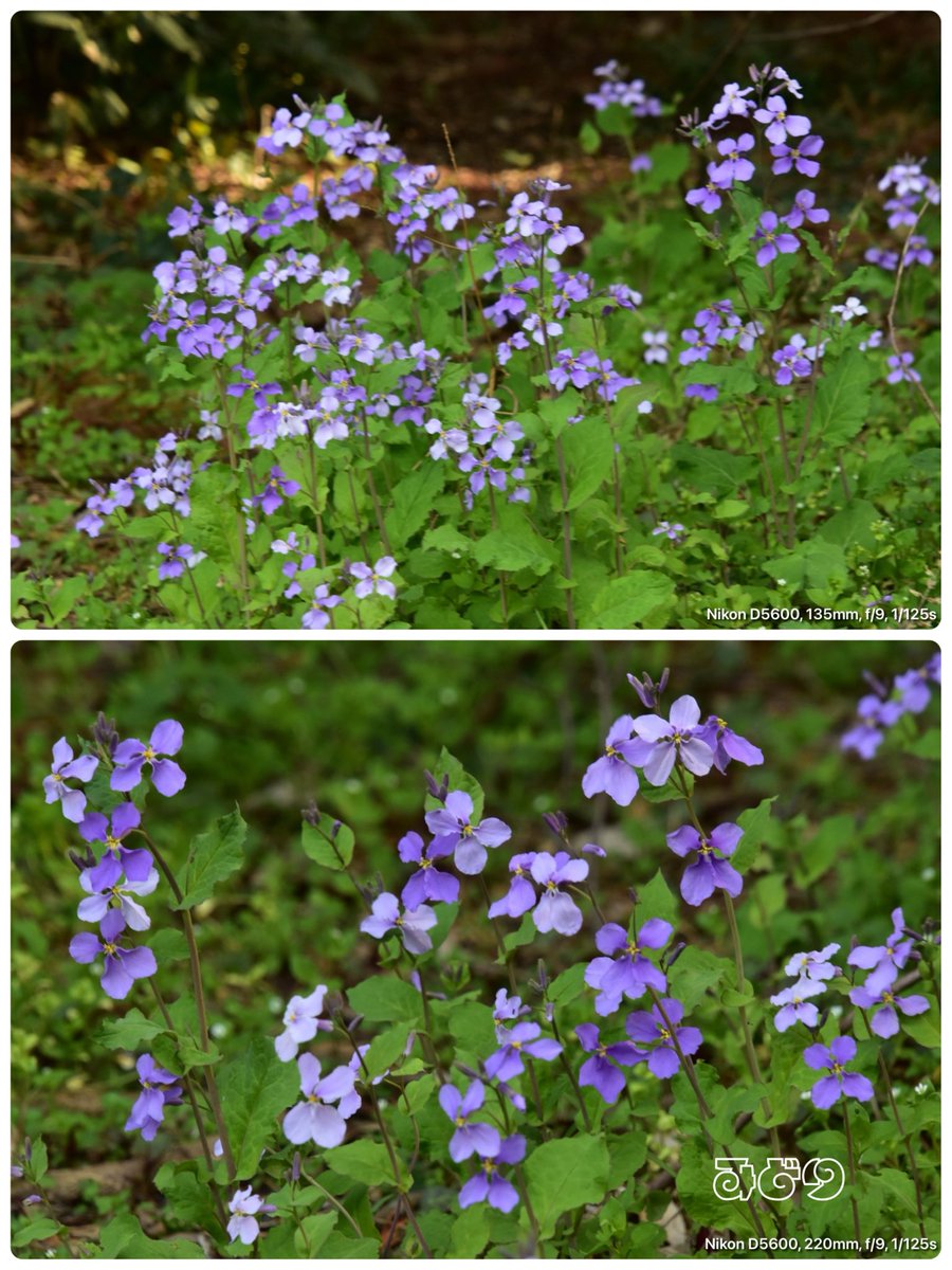 ちびちゃんﾎｲ📸 tweet media