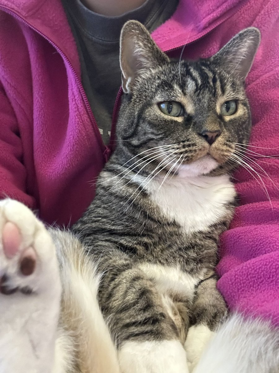 Gus, Echo, & 🌈Tycho (kats2kitties on ig) tweet media