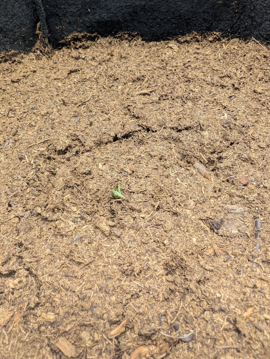 cannaclaude tweet media