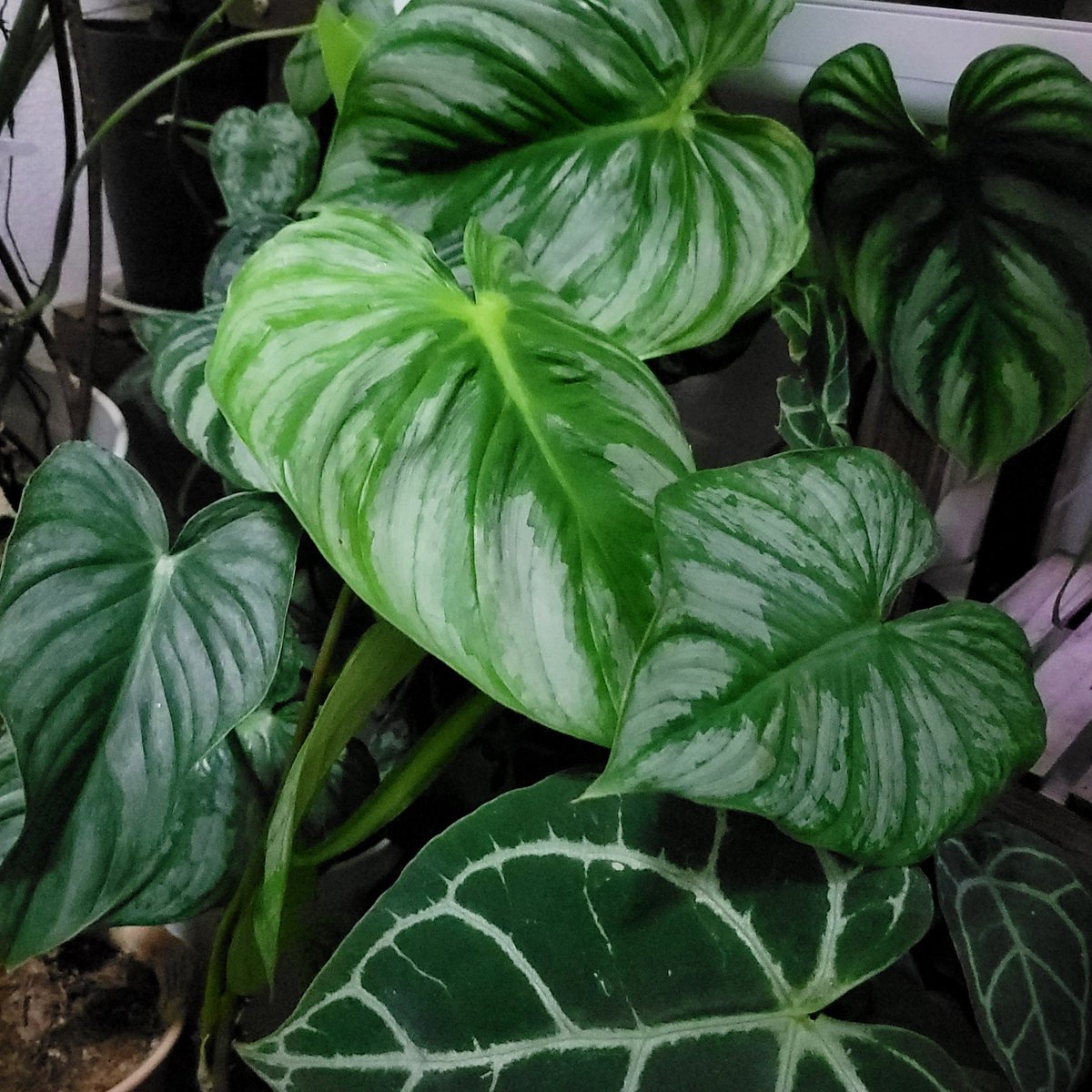 ゆん🪲 tweet media