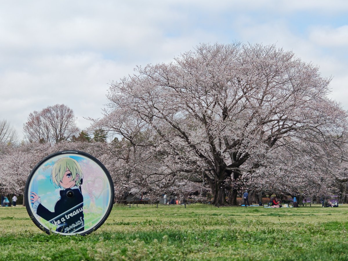 しゃいん tweet media