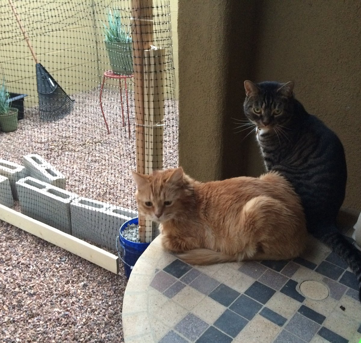 Gus, Echo, & 🌈Tycho (kats2kitties on ig) tweet media